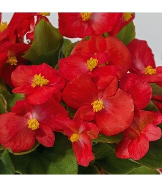 Livingstone (Begonia Whopper 'Red with Green Leaf') Whopper Red with Green Begonia - Annual - 4.5" [1]