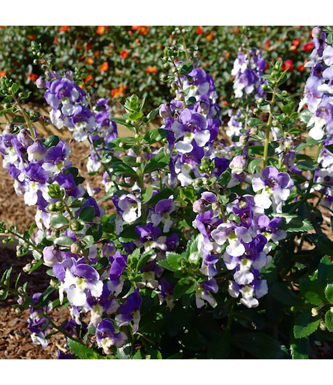 (Angelonia angustifolia 'Alonia Big Bicolor Purple') Alonia Big Bicolor Purple - Annual - 4.5" [1]