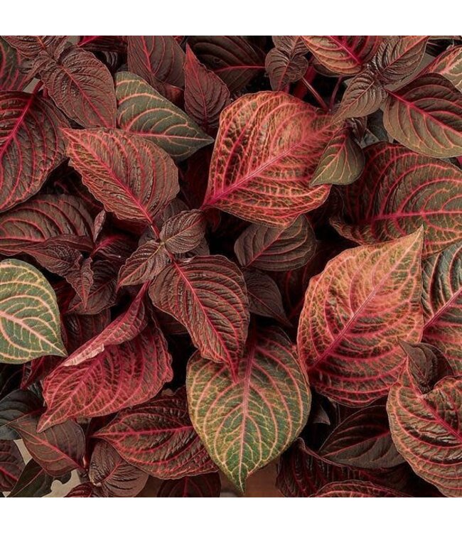 Iresine 'Blazin' Rose' (Bloodleaf ) 4.5in [1]
