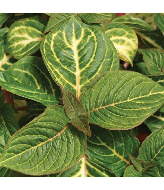 Iresine 'Blazin' Lime' (Bloodleaf ) 4.5in [1]