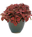 (Hypoestes phyllostachya 'Hipp Red Improved') Hippo Red Improved Polka Dot Plant - 12cm / 4.5in [1]