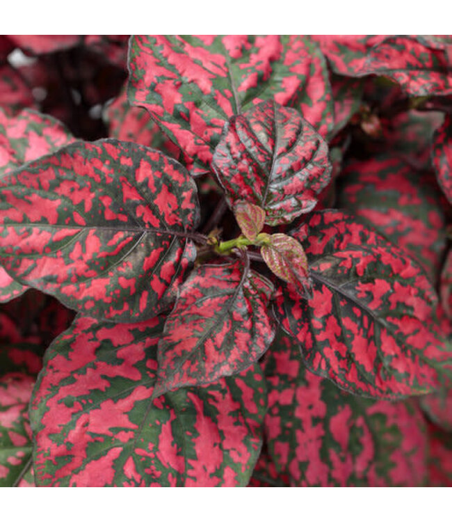 (Hypoestes phyllostachya 'Hipp Red Improved') Hippo Red Improved Polka Dot Plant - 12cm / 4.5in [1]