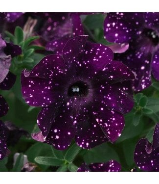 Livingstone Petunia Starlet™ 'Midnight Sky' (Starlet™ Midnight Sky Petunia ) 4.5in [1]