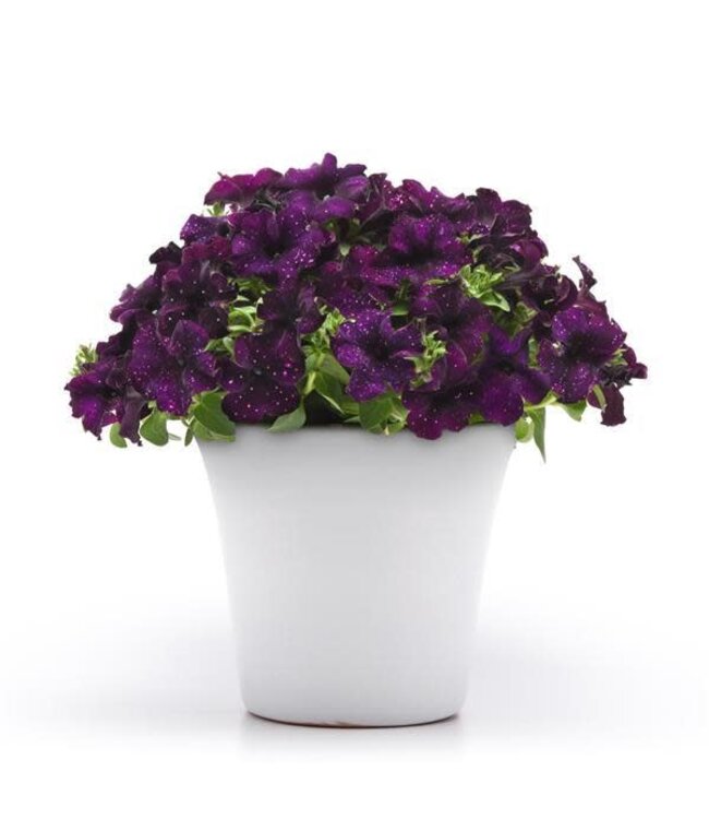 Petunia Starlet™ 'Midnight Sky' (Starlet™ Midnight Sky Petunia ) 4.5in [1]