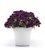 Petunia Starlet™ 'Midnight Sky' (Starlet™ Midnight Sky Petunia ) 4.5in [1]