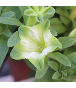 Livingstone Petunia Ray™ 'Pistachio Cream' 4.5in [1]