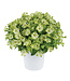 Petunia Ray™ 'Pistachio Cream' 4.5in [1]