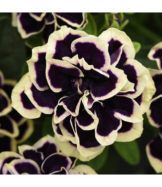 Livingstone Petunia (Midnight Gold) 4.5in [1]