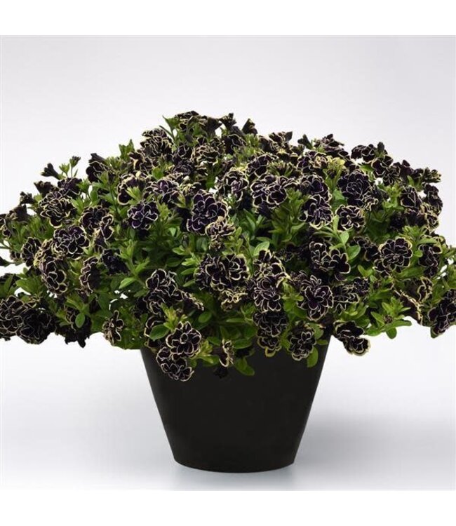 Petunia (Midnight Gold) 4.5in [1]