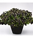 Petunia (Midnight Gold) 4.5in [1]