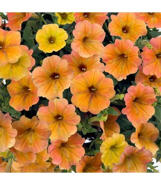 Livingstone Petunia Cascadias™ 'Indian Summer' 4.5in [1]