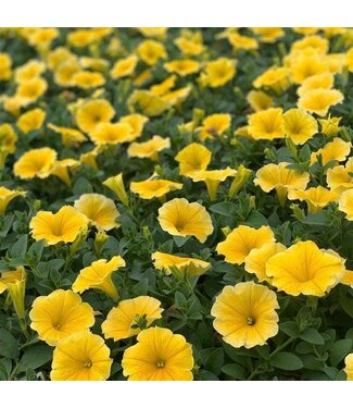 Livingstone Petunia 'Bee's Knees' 4.5in [1]