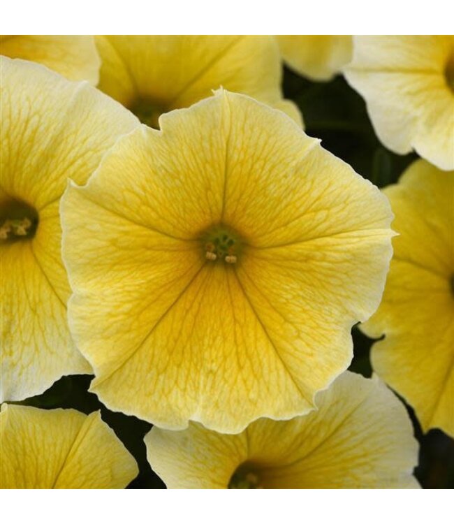 Petunia 'Bee's Knees' 4.5in [1]