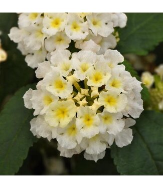 Livingstone Lantana camara Little Lucky™ 'White' 4.5in [1]