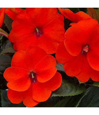 Livingstone Impatiens SunPatiens® 'Compact Orange' 4.5in [1]