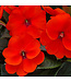 Impatiens SunPatiens® 'Compact Orange' 4.5in [1]