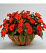 Impatiens SunPatiens® 'Compact Orange' 4.5in [1]