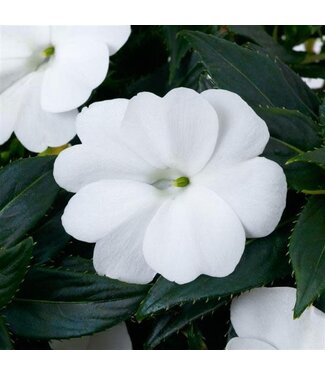 Livingstone Impatiens SunPatiens® 'Compact Classic White' 4.5in [1]