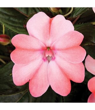 Livingstone Impatiens SunPatiens® 'Compact Blush Pink' 4.5in [1]