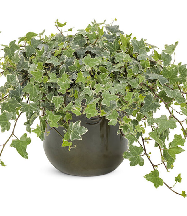 Hedera helix 'Glacier' (Ivy ) 4.5in [1]