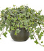 Hedera helix 'Glacier' (Ivy ) 4.5in [1]