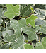 Hedera helix 'Glacier' (Ivy ) 4.5in [1]