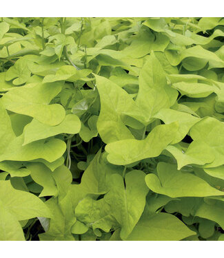 Livingstone Ipomoea batatas 'Marguerite' (Sweet Potato Vine ) 4.5in [1]