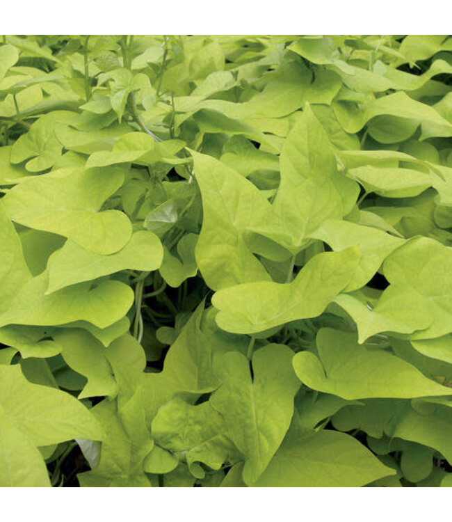 Ipomoea batatas 'Marguerite' (Sweet Potato Vine ) 4.5in [1]