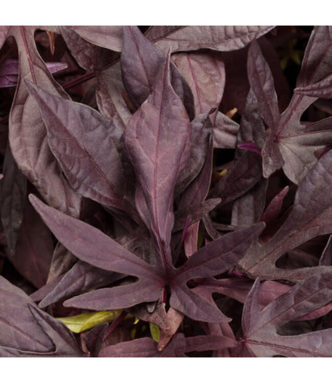 Ipomoea batatas Illusion® 'Penny Lace' (Sweet Potato Vine ) 4.5in [1]