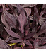 Ipomoea batatas Illusion® 'Penny Lace' (Sweet Potato Vine ) 4.5in [1]