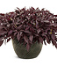Ipomoea batatas Illusion® 'Penny Lace' (Sweet Potato Vine ) 4.5in [1]