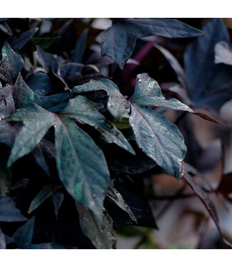 Livingstone Ipomoea batatas 'Blackie' (Blackie Sweet Potato Vine ®) 4.5in [1]