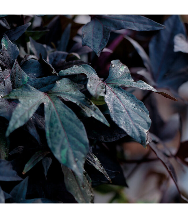 Ipomoea batatas 'Blackie' (Blackie Sweet Potato Vine ®) 4.5in [1]