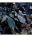 Ipomoea batatas 'Blackie' (Blackie Sweet Potato Vine ®) 4.5in [1]