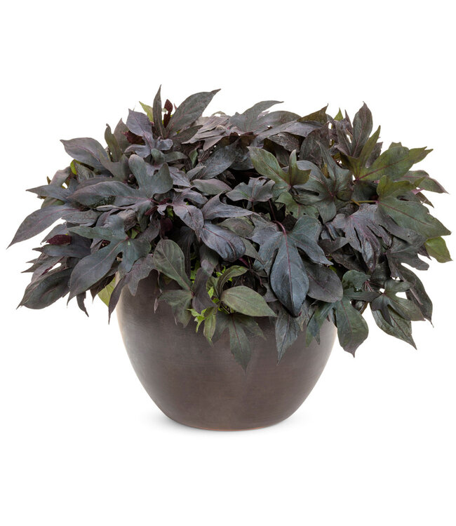 Ipomoea batatas 'Blackie' (Blackie Sweet Potato Vine ®) 4.5in [1]