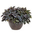 Ipomoea batatas 'Blackie' (Blackie Sweet Potato Vine ®) 4.5in [1]