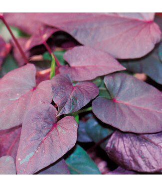 Livingstone (Ipomoea batatas 'Black Heart') Spotlight Black Heart Sweet Potato Vine - Annual - 4.5" [1]