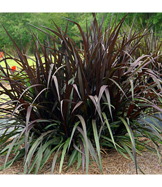 Livingstone Pennisetum purpureum 'First Knight' (Fountain Grass ) 1gal [1]