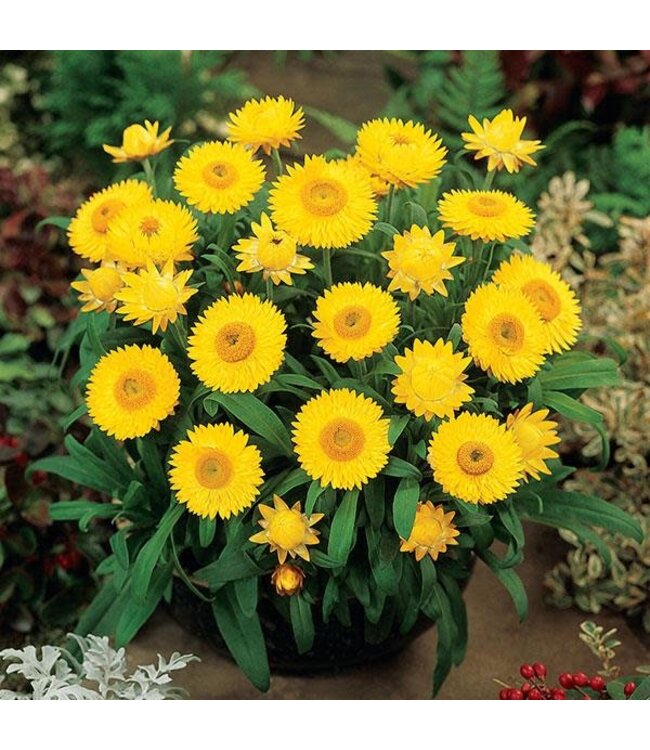Bracteantha bracteatum Dreamtime® 'Jumbo Yellow' (Strawflower ) 4.5in [1]