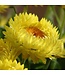 (Bracteantha bracteatum) Dreamtime Jumbo Yellow Strawflower  -  12cm / 4.5in [1]