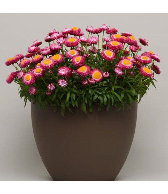 Bracteantha bracteatum Dreamtime® 'Jumbo Rose' (Strawflower ) 4.5in [1]