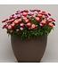 Bracteantha bracteatum Dreamtime® 'Jumbo Rose' (Strawflower ) 4.5in [1]