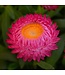 Bracteantha bracteatum Dreamtime® 'Jumbo Rose' (Strawflower ) 4.5in [1]