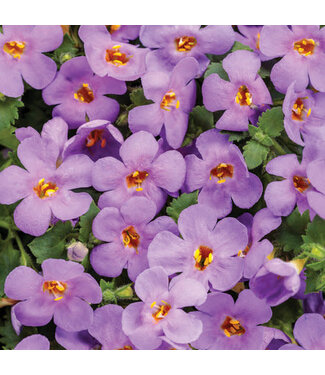 Livingstone Sutera cordata Snowstorm® (Bacopa Blue) 4.5in [1]
