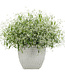 (Euphorbia hybrid 'Diamond Mountain') Diamond Mountain Euphorbia - Annual - 12 cm / 4.5in [1]
