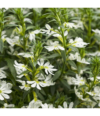 Livingstone Scaevola aemula Whirlwind® 'White' (Fan Flower ) 4.5in [1]