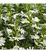 Scaevola aemula Whirlwind® 'White' (Fan Flower ) 4.5in [1]