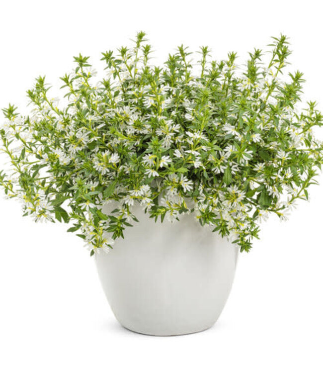 Scaevola aemula Whirlwind® 'White' (Fan Flower ) 4.5in [1]