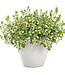 Scaevola aemula Whirlwind® 'White' (Fan Flower ) 4.5in [1]