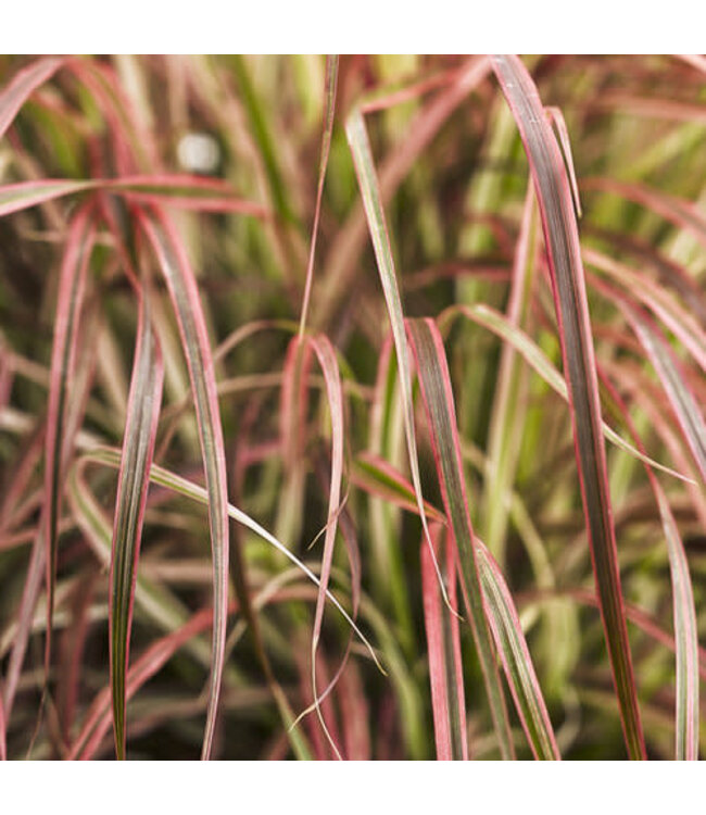 Fireworks Fountain Grass - Annual (Pennisetum s. r. 'Fireworks')